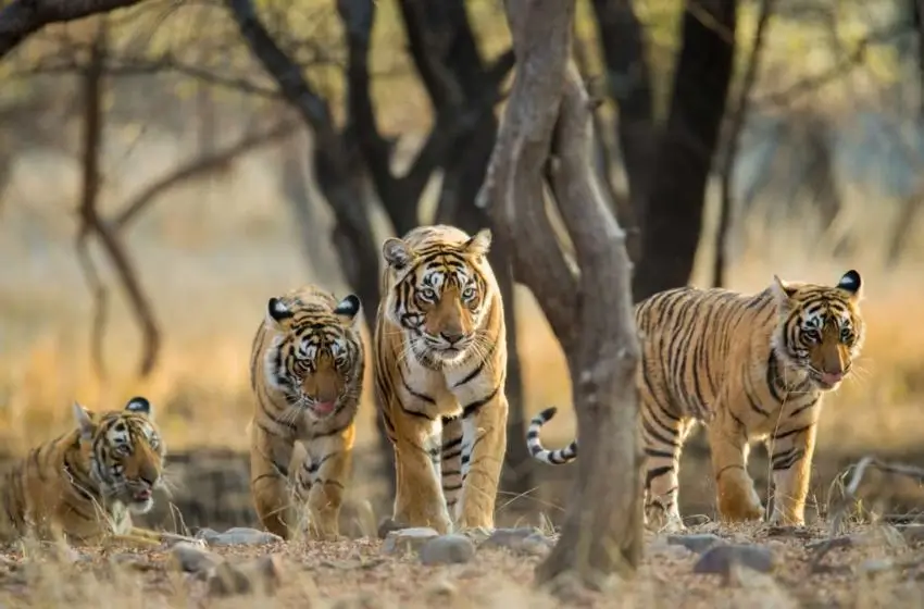 Ranthambore vs Bandhavgarh | Best Tiger Safari in India