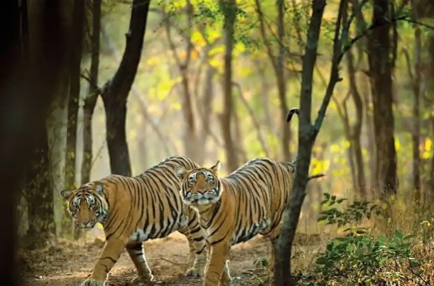 Tiger Safari Cost in India | Jeep, Canter & Zone Booking Guide