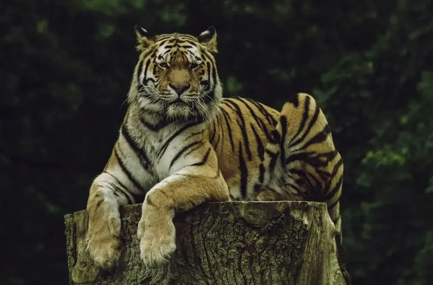 Wildlife Safari Tour Cost in India | Complete Cost Guide