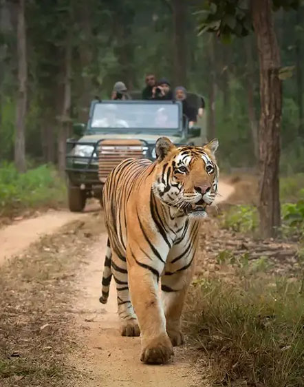 India Wildlife Tours | Private Wildlife Safaris in India with Car and Driver