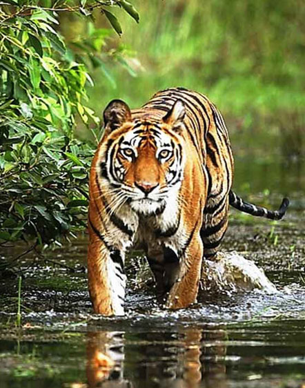 India Wildlife Tours | Private Wildlife Safaris in India with Car and Driver