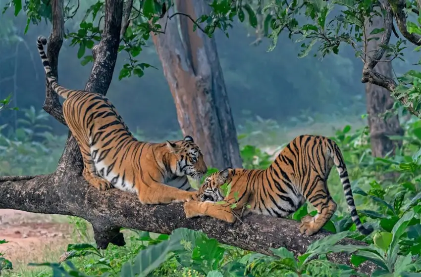 India Wildlife Tours | Private Wildlife Safaris in India with Car and Driver