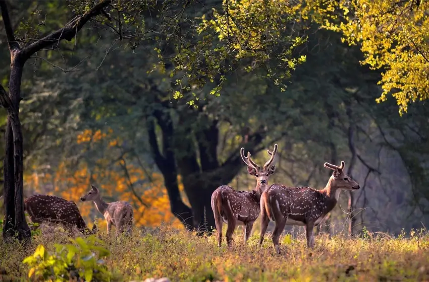 India Wildlife Tours | Private Wildlife Safaris in India with Car and Driver